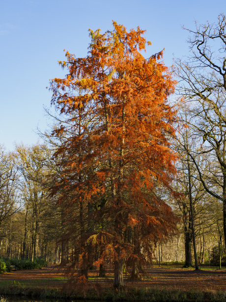 Eenzame Larix in het bos