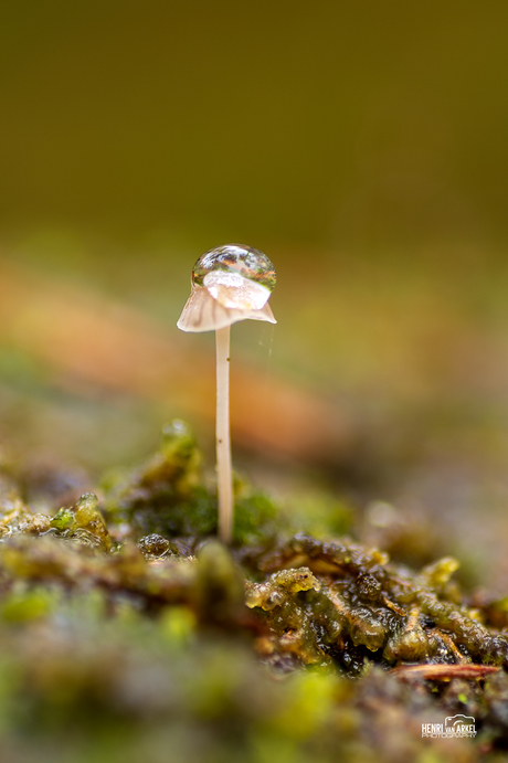 Waterdruppel op paddenstoel