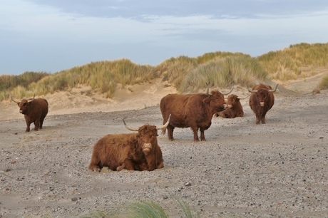 Schotse hooglanders