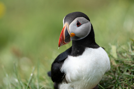 puffin