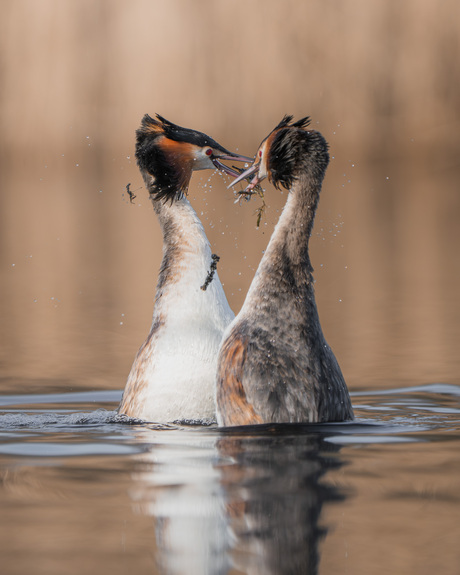 De lente komt eraan!