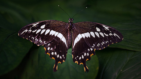 Eastern Black Swallowtail