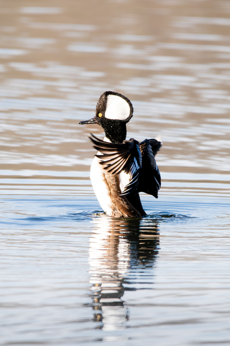 kokkardezaagbek schud zijn veren uit 