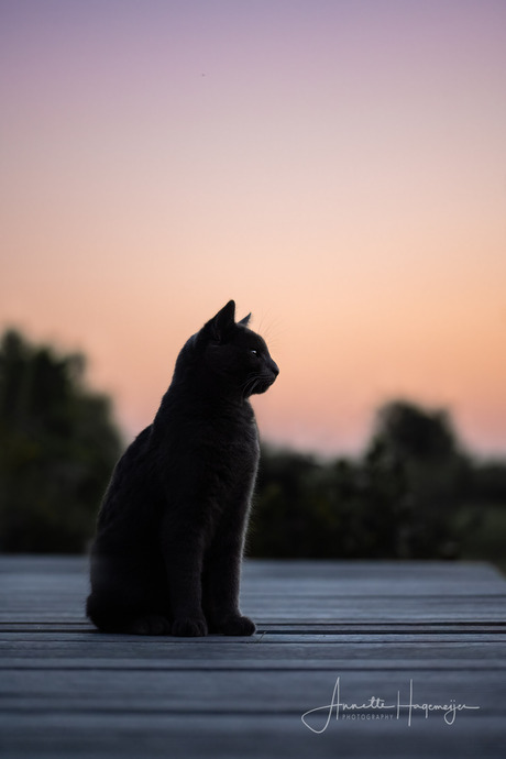 Kater James bij zonsondergang