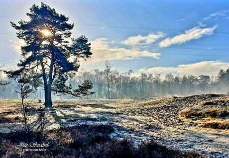 Natuurgebied de Maashorst