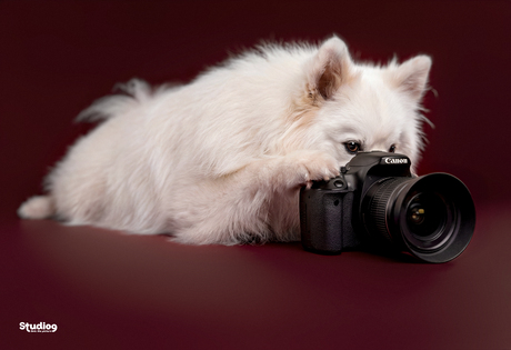 Nieuwe stagiair Shiroi