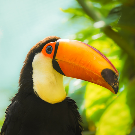 Deze vogel is klaar voor de wedstrijd van vanavond ….