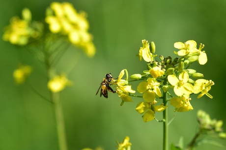 Er word hard gewerkt op t veld