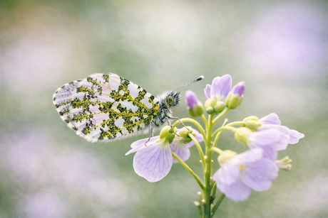 Anthocharis cardamines - Oranjetipje