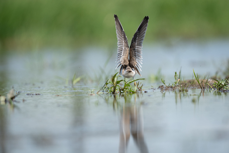 Straight out of camera