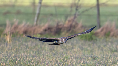 Blauwe kiekendief ♀️