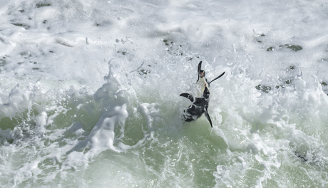 Pinguïnproblemen