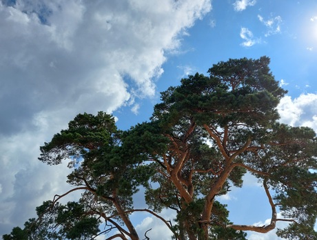 Tree meets clouds