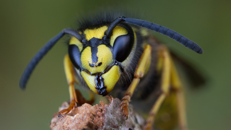 Gewone wesp (Vespula vulgaris)