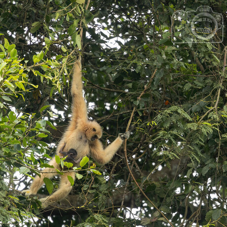 Gibbon