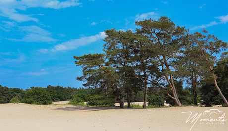 Soesterduinen