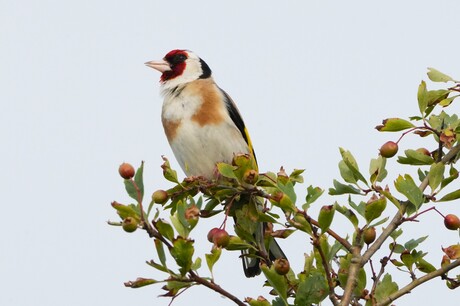 Distelvink