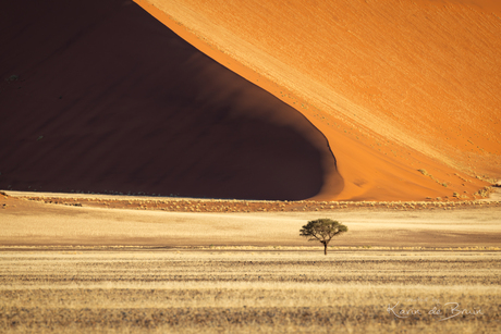 A Tree at Sossus Vlei!