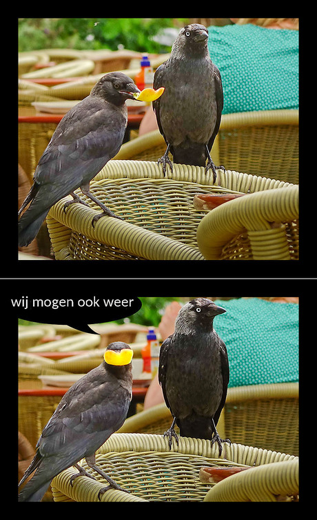 en de vogels op het terras..........................