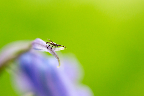 Teek op een boshyacint