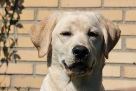 Closeup labrador