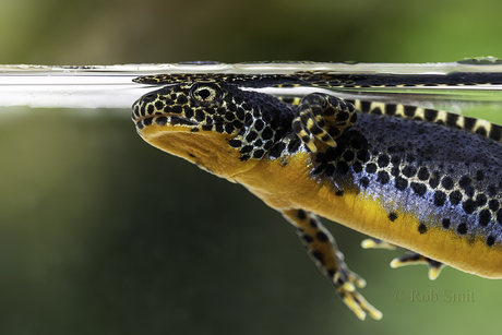 Alpensalamander
