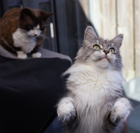 Maine coon Diva Gida 