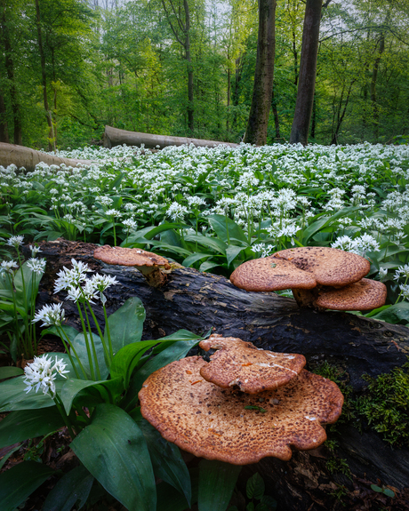 Daslook en paddenstoelen