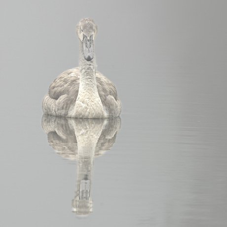 zwaan in de mist