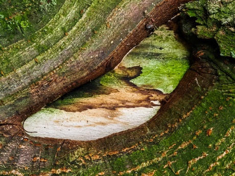 Kunst in de Natuur 