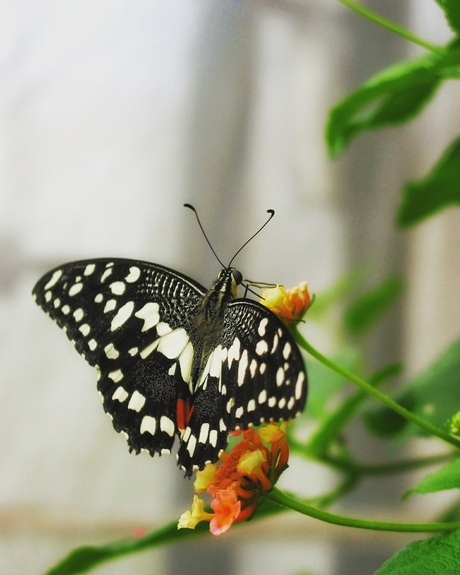 Vlinder
