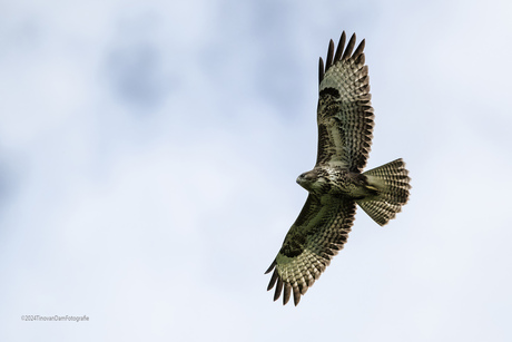 BUIZERD