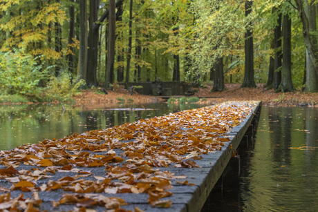 Mooie herfst kleuren 
