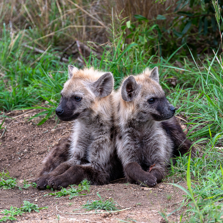 Aandoenlijk maar gevaarlijk