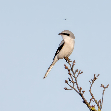 Klapekster - Great Grey Shrike