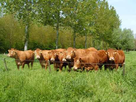 Limousins in Zeeuws Vlaanderen