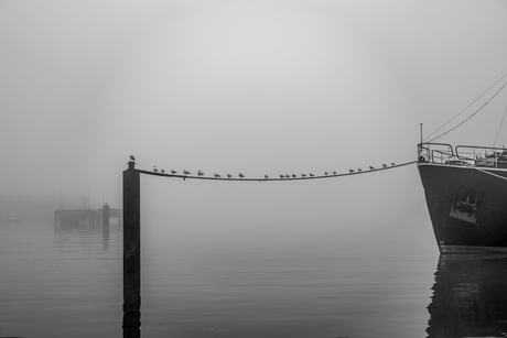 Schiedamse haven in de mist