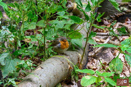 Roodborst met obesitas