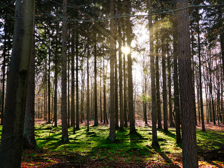 Zonnestralen in het bos.