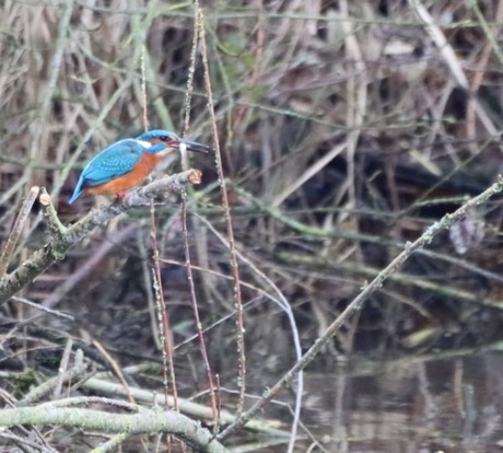 IJsvogel met visje