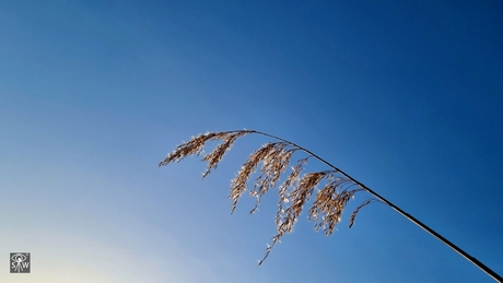 Verlichte Rietpluim...