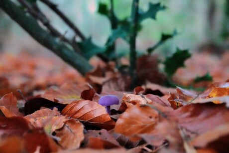 Herfst in Twente 