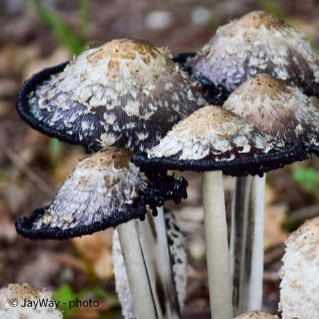 Geschubde inktzwammen 