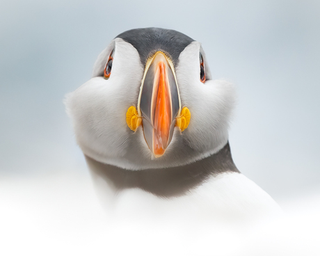 Portret van een papegaaiduiker (in tegenwind)
