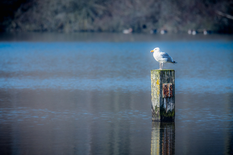 Zilvermeeuw op meerpaal geniet van het zonnetje