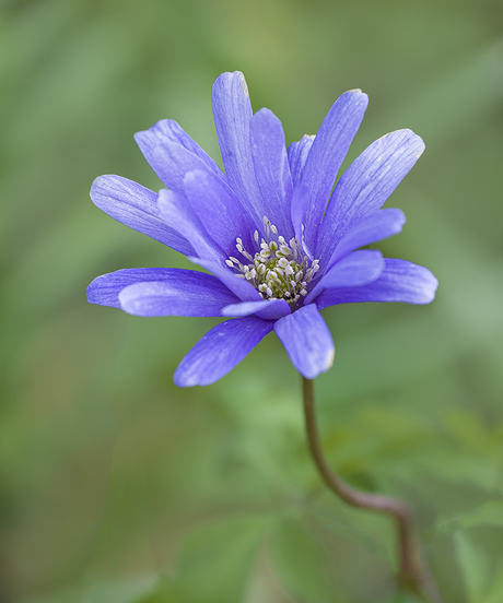 Blauwe bosanemoon