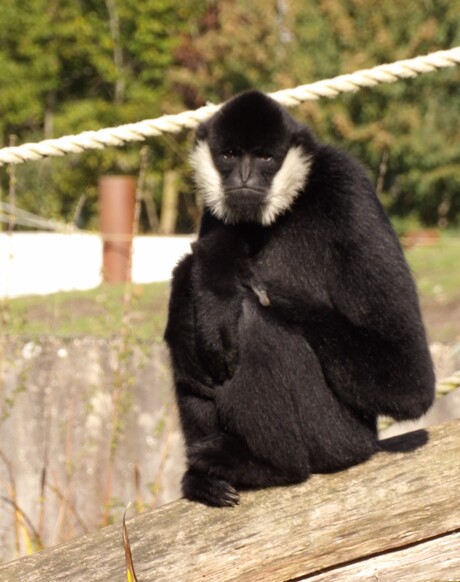 Witwang gibbon