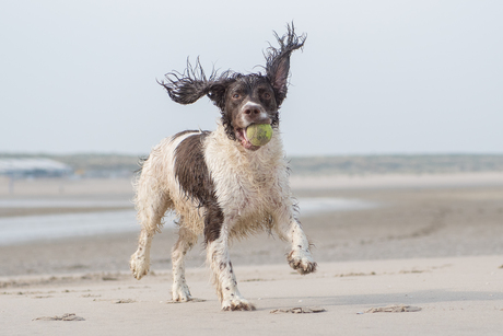 Engelse Springer spaniël op het strand