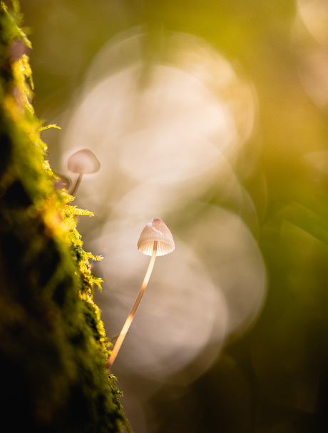 Paddenstoelen groeiend op de boom