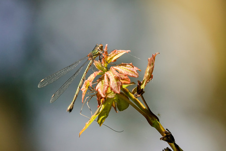 Houtpantserjuffer....